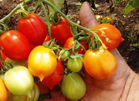 Tomate Kiss of Geranium - um novo tipo de tomates precoce