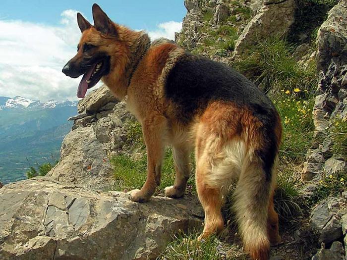 Cão: quantos anos esse animal vive