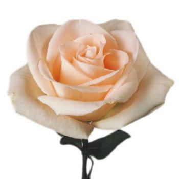 Flor para amantes e românticos - rosa de Osiana