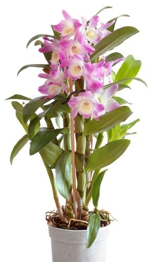 Dendrobium - orquídeas que animam