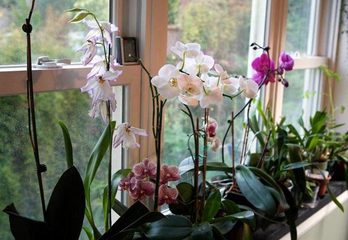 Orquídea misteriosa: crescendo em casa