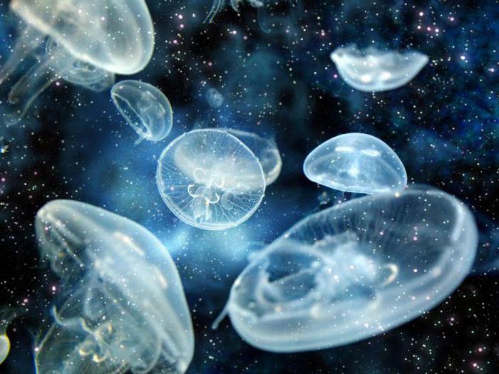 o que a gorgon jellyfish