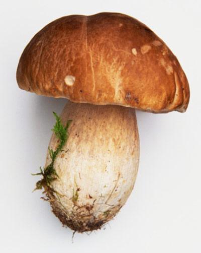 Por que sonhar em escolher cogumelos? Variantes de interpretação