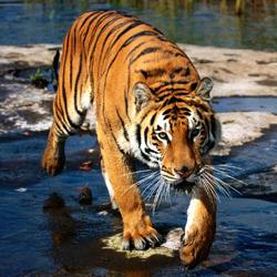 Vejamos o livro dos sonhos: sobre o que um tigre sonha?