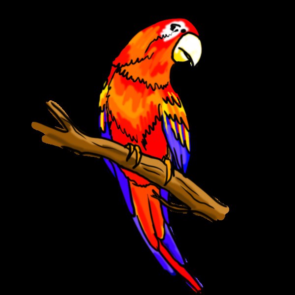 Master-class "Como desenhar um papagaio e mais algumas aves corretamente"