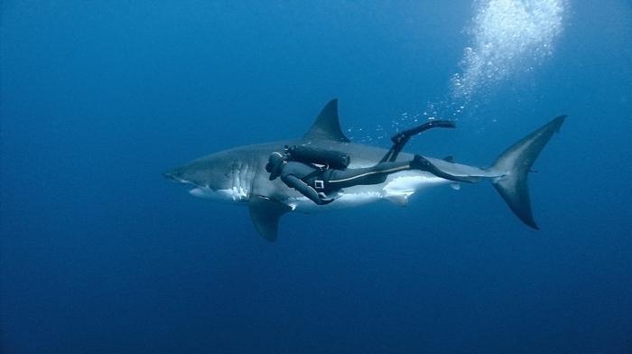Qual é o tubarão mais perigoso?