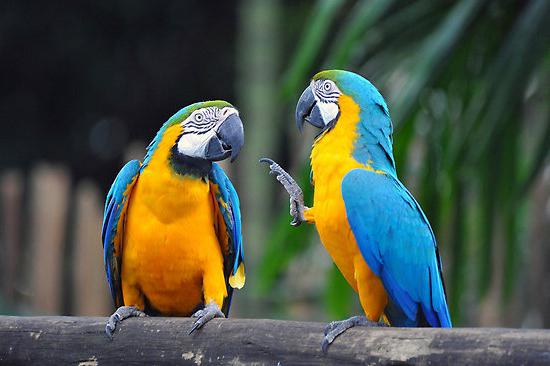 Arara azul em condições naturais e domésticas. Foto de papagaios