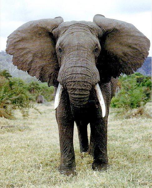 O elefante africano é diferente do indiano