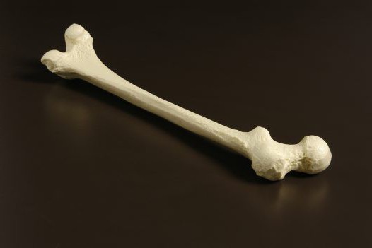 esqueleto de mesa