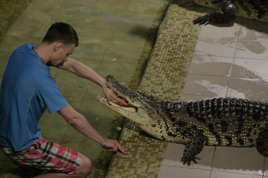 Fazenda de crocodilos (Ekaterinburg): mostra com crocodilos do Nilo