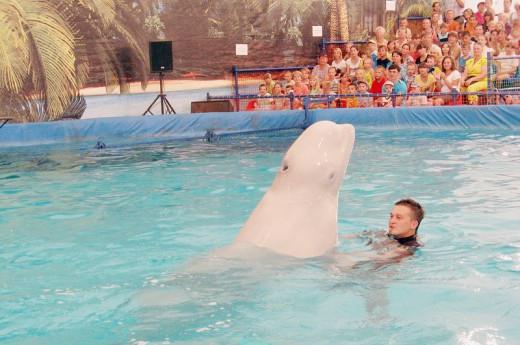 Dolphinarium em Kazan preços