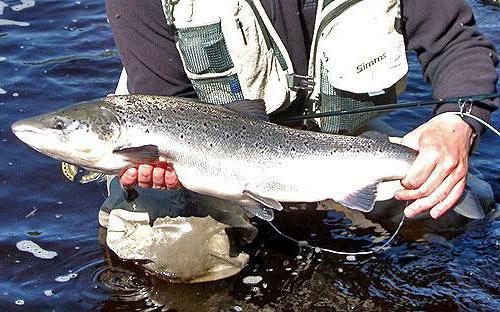 Pesca de inverno na região de Murmansk: fotos e comentários